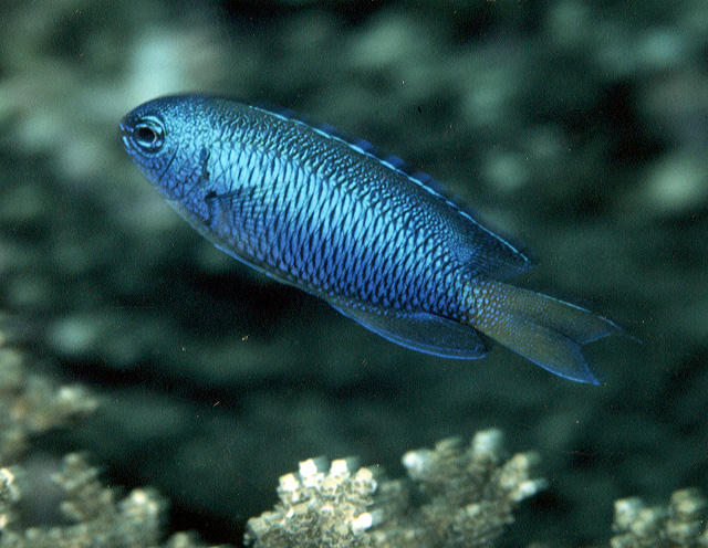 Pomacentrus coelestis (Damigella neon)